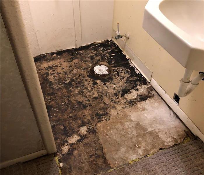 Black mold on floor of tiled shower stall
