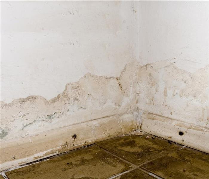 Mold in drywall caused by water damage.