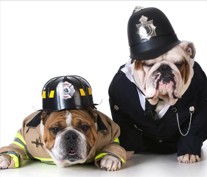 Image of two dogs dressed as fireman
